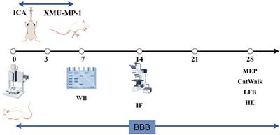 Icariin promotes functional recovery in rats after spinal cord injury by inhibiting YAP and regulating PPM1B ubiquitination to inhibiting the activation of reactive astrocytes